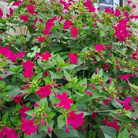 Maison Restauree Avec Charme A Domfront, Animaux Admis, Wifi, Pres Des Pistes Cyclables - Fr-1-497-201