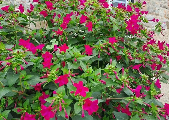 Maison Restauree Avec Charme A Domfront, Animaux Admis, Wifi, Pres Des Pistes Cyclables - Fr-1-497-201